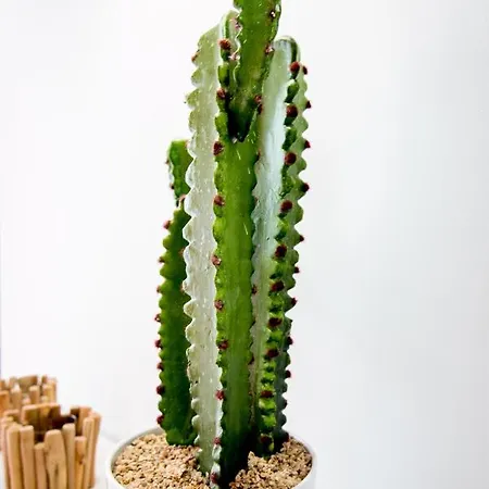Cactus 아파트 *