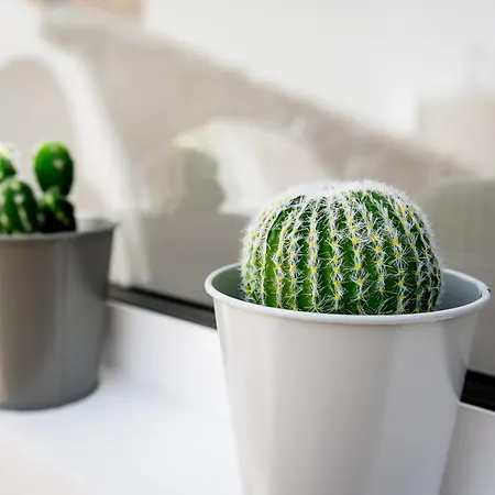 Cactus Апартаменты *