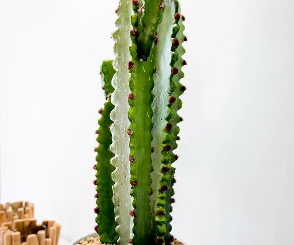 Cactus דירה *
