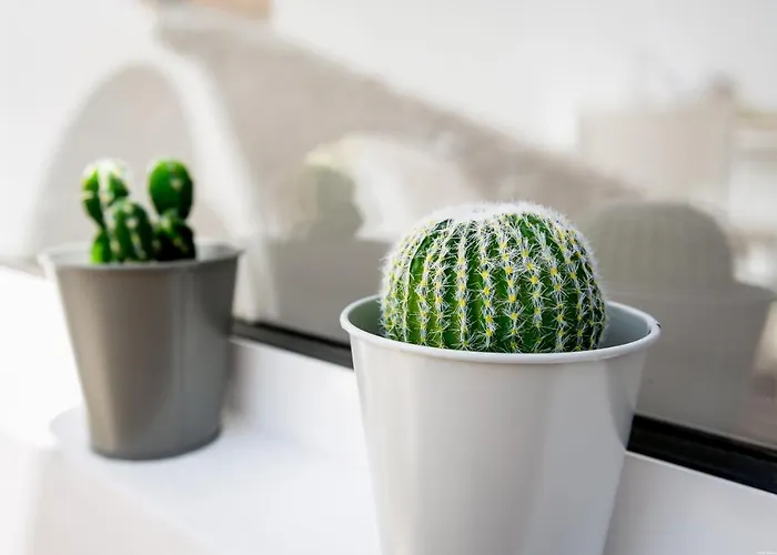 Cactus Appartamento *
